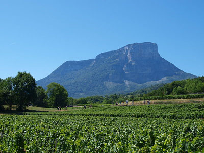 vignoble